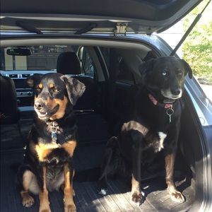 Meet your Posher, Robin